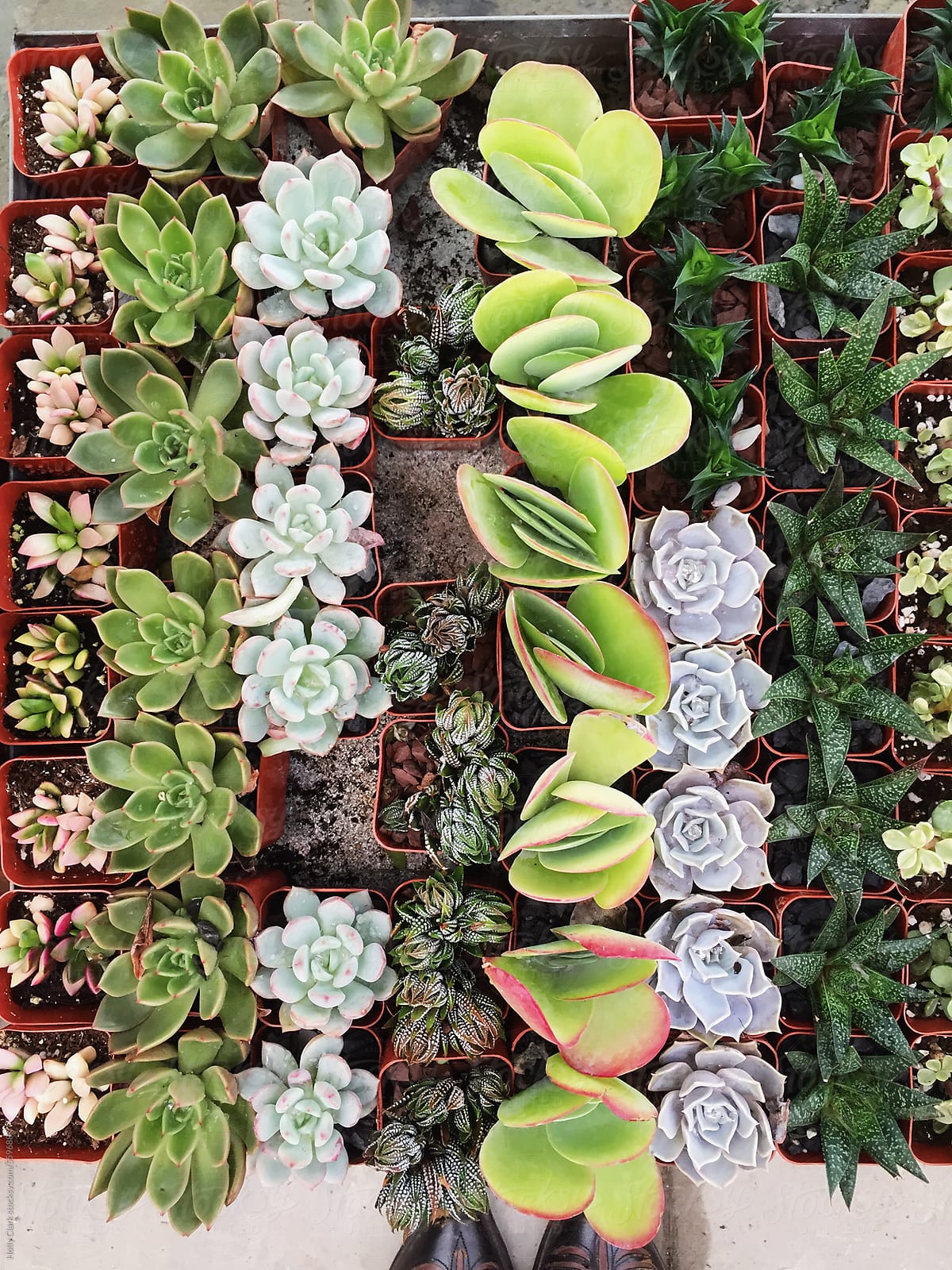 An assortment of succulents lined up in tiny plastic pots for sale