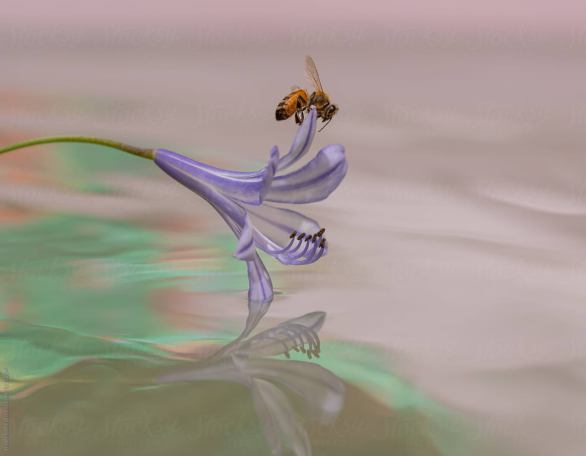 Bee on Agapanthus over psychedelic reflections