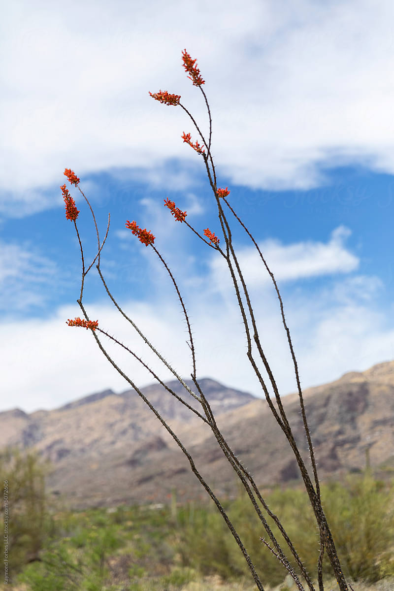 Arizona Desert Landscape  Ocotillo Desert Jewel plant