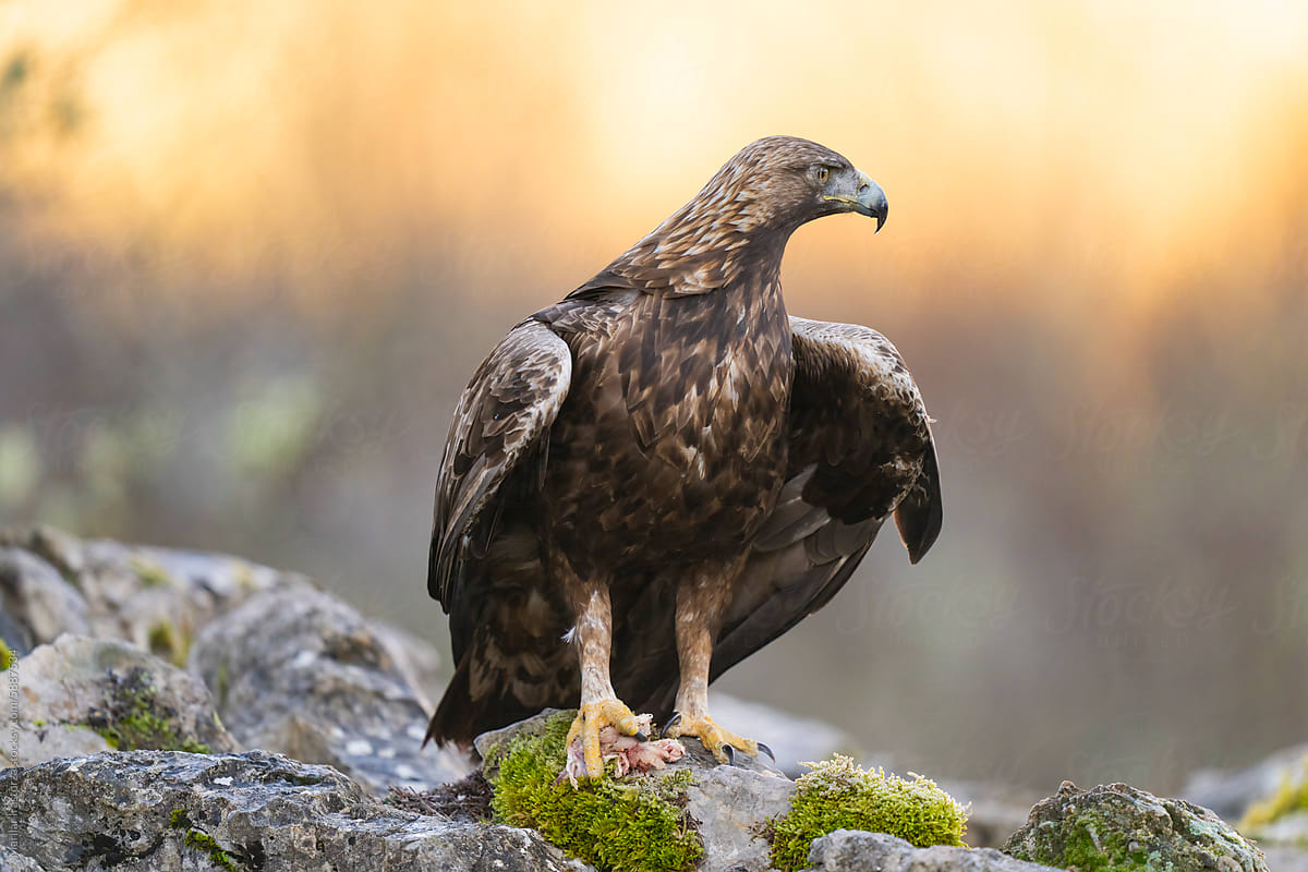 Golden Eagle With Remains Of A Prey In Its Talons