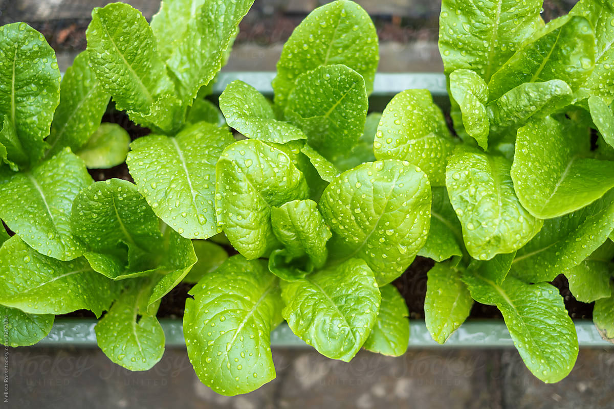 Close-up of Green Leaf Lettuce