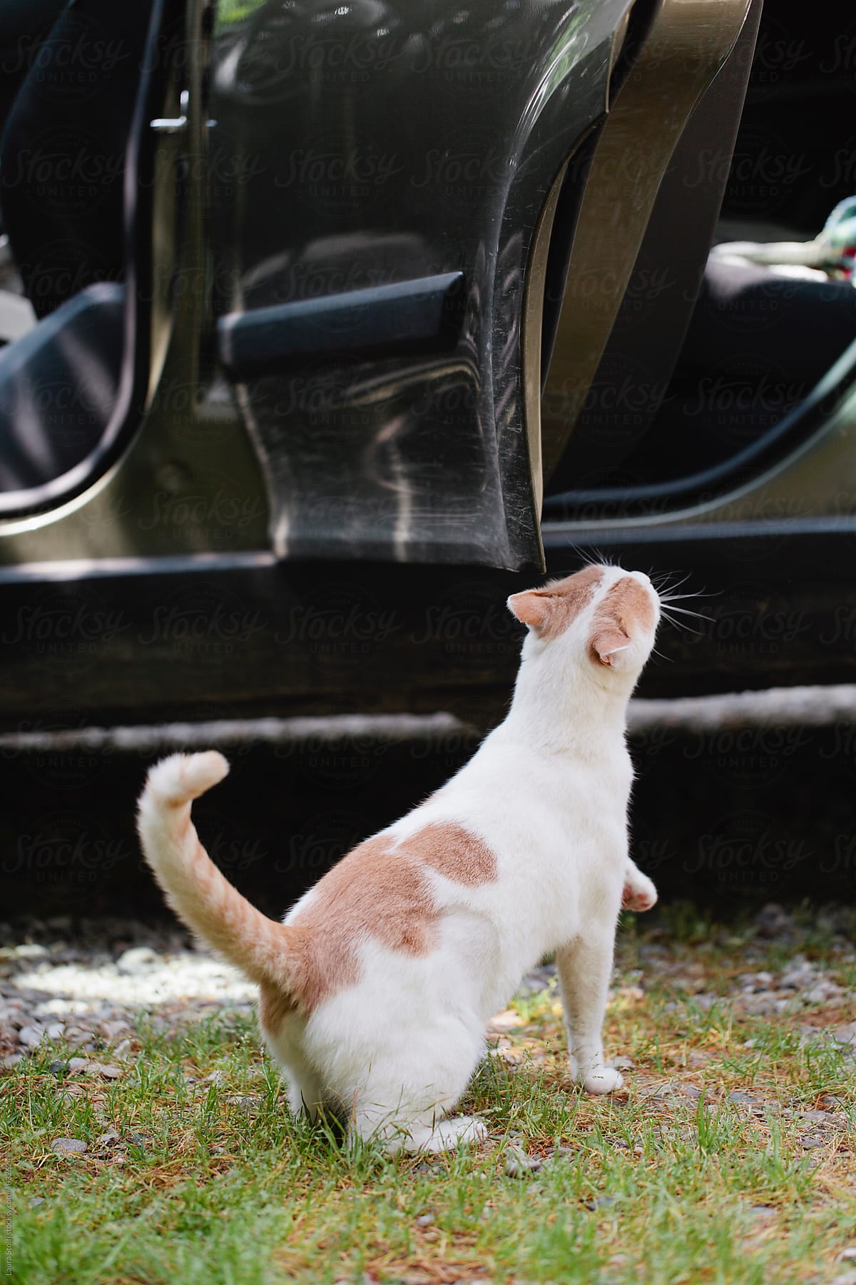 Cat ready to jump on car in garden
