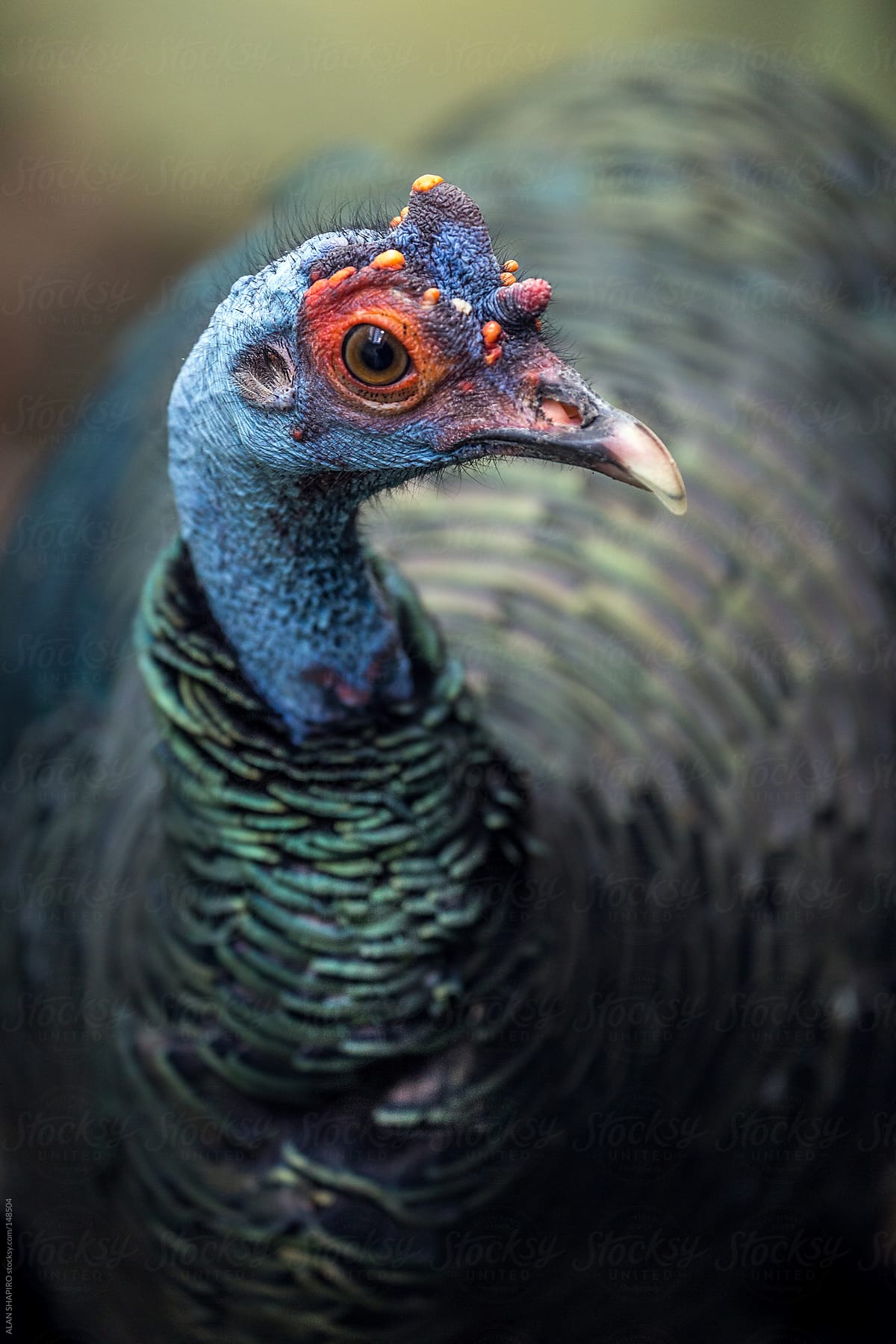 Ocellated Turkey Portrait