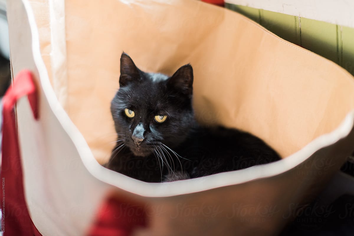 black cat in a tote bag