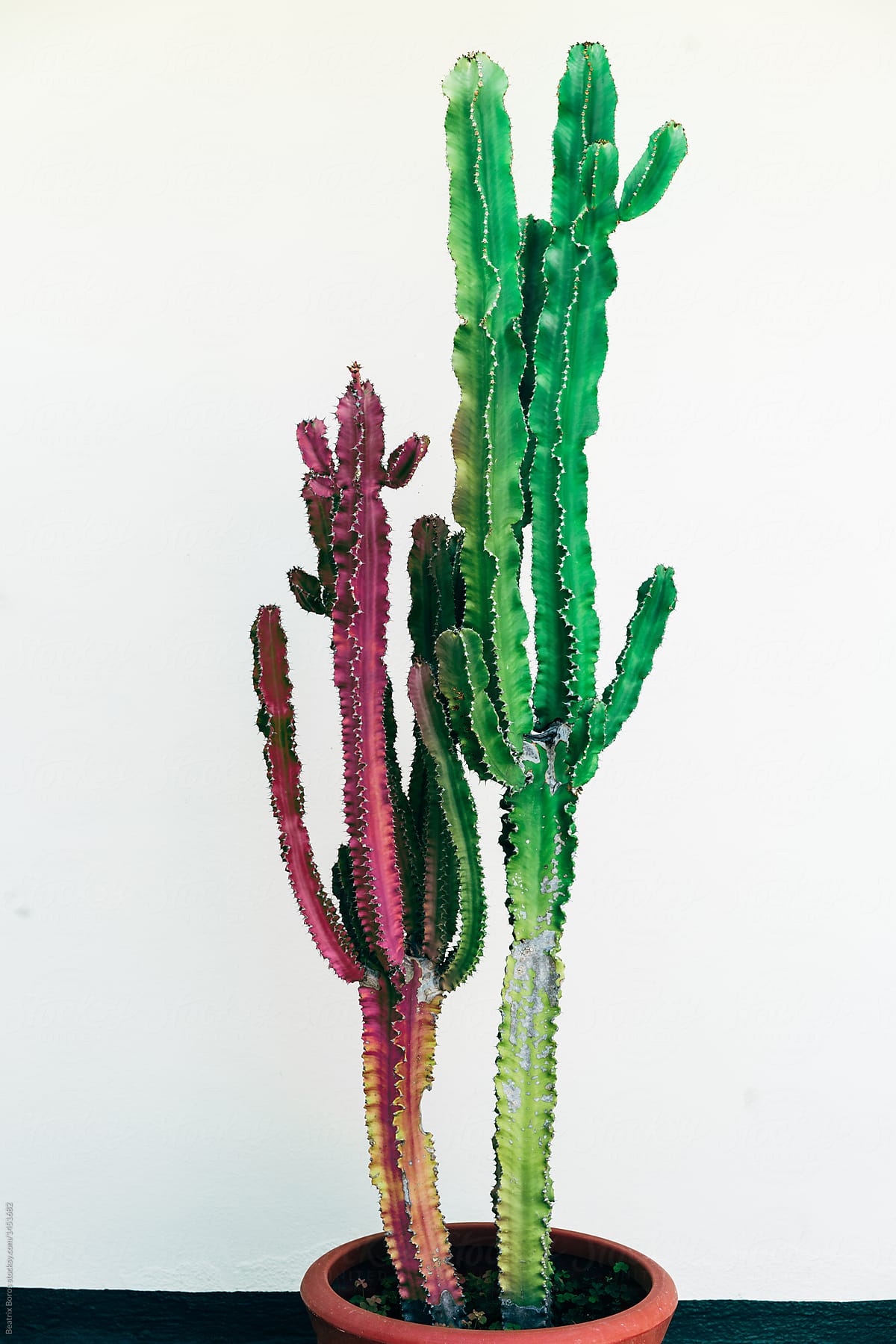 Colorful Cactus laying on the table  Background