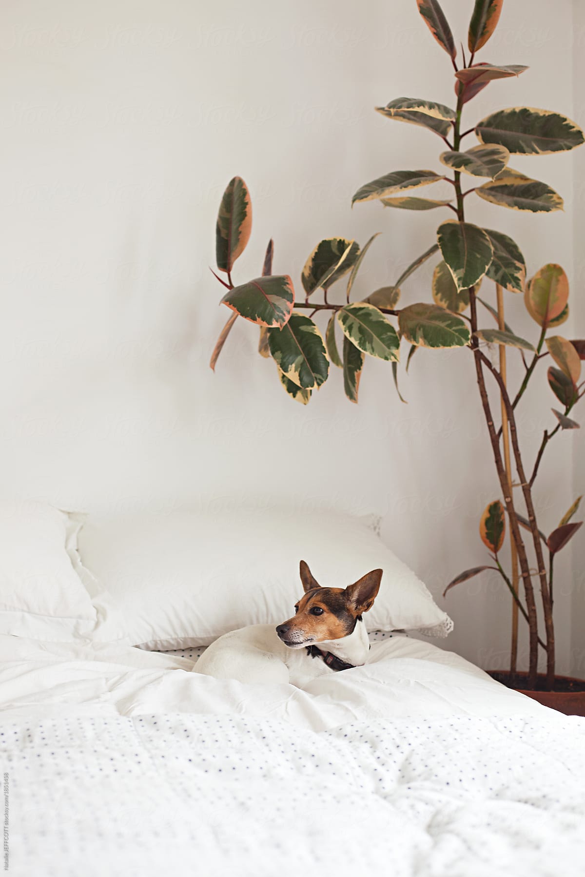 Cute fox terrier on bed with white sheets