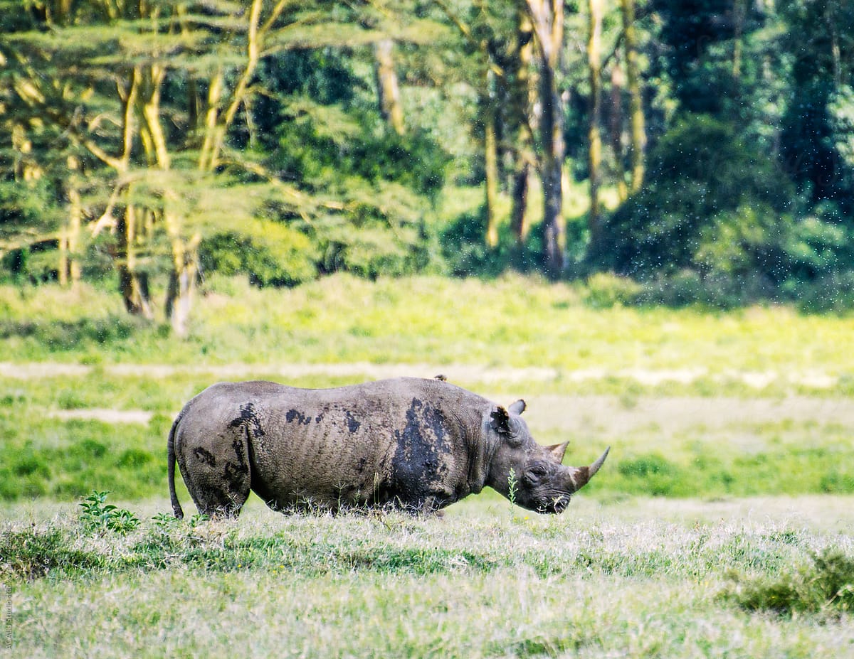 Rhino in the meadow