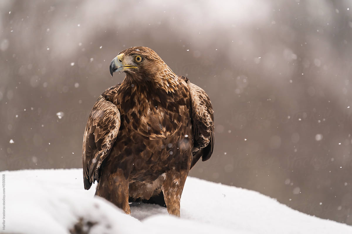 Beautiful Golden Eagle In The Snow