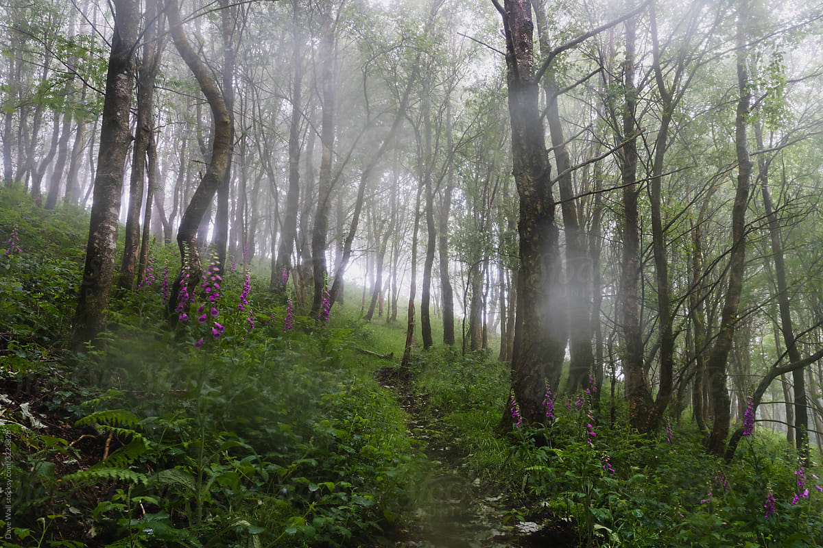A path through a forest on a wet, misty hillside, with raindrops.