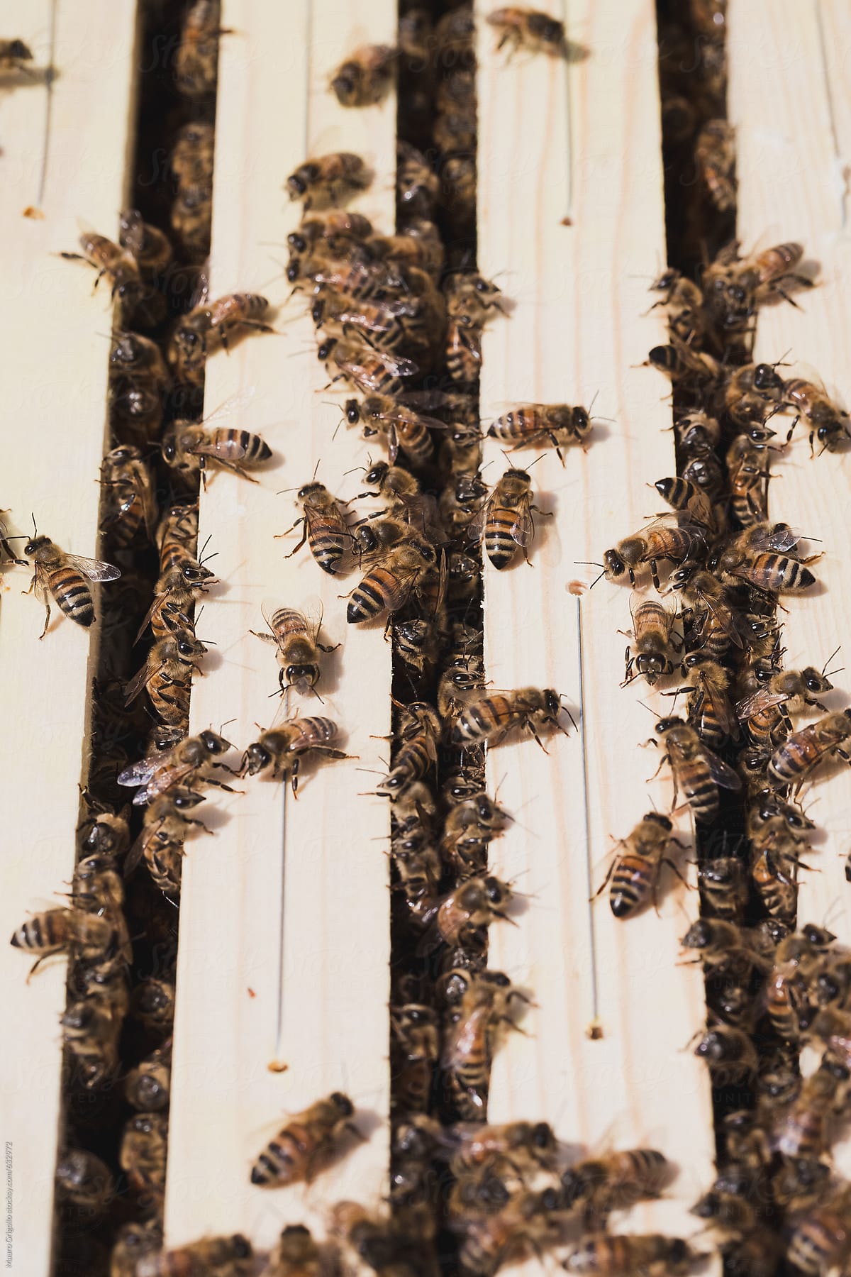 Close up on Honeybees inside a beehive