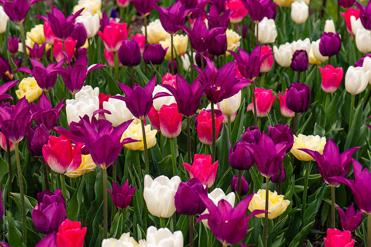 Bright multicolored tulips
