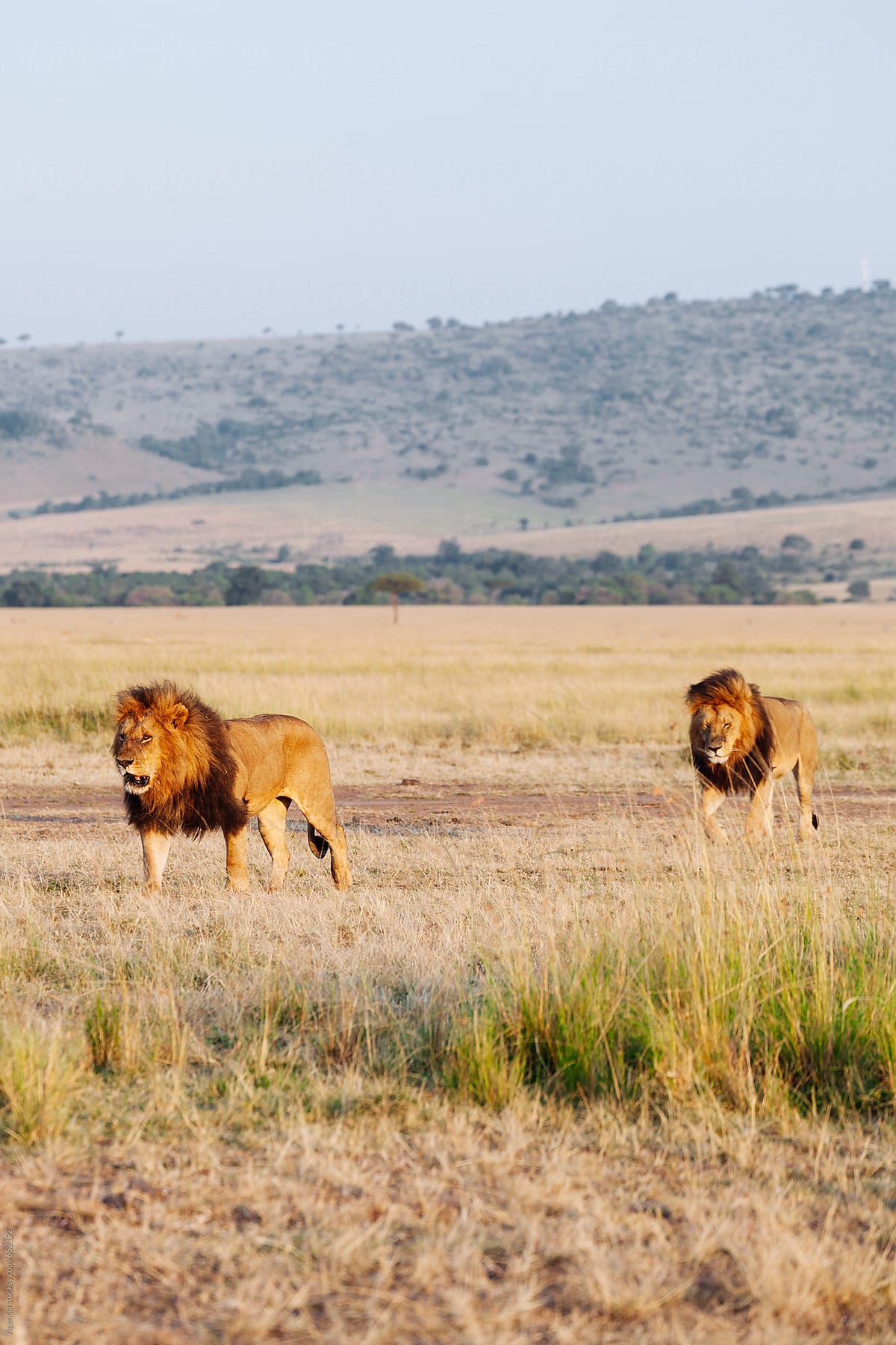 Wild Lion on the African Plains