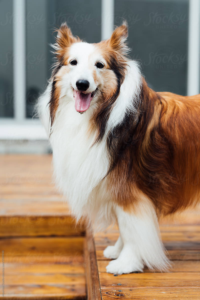 Portrait of collie dog