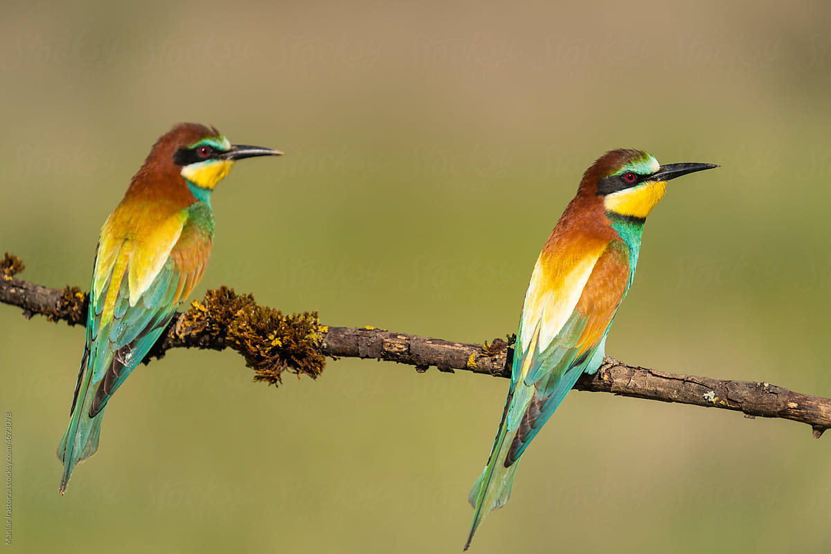 Bee-Eaters Perched On A Branch