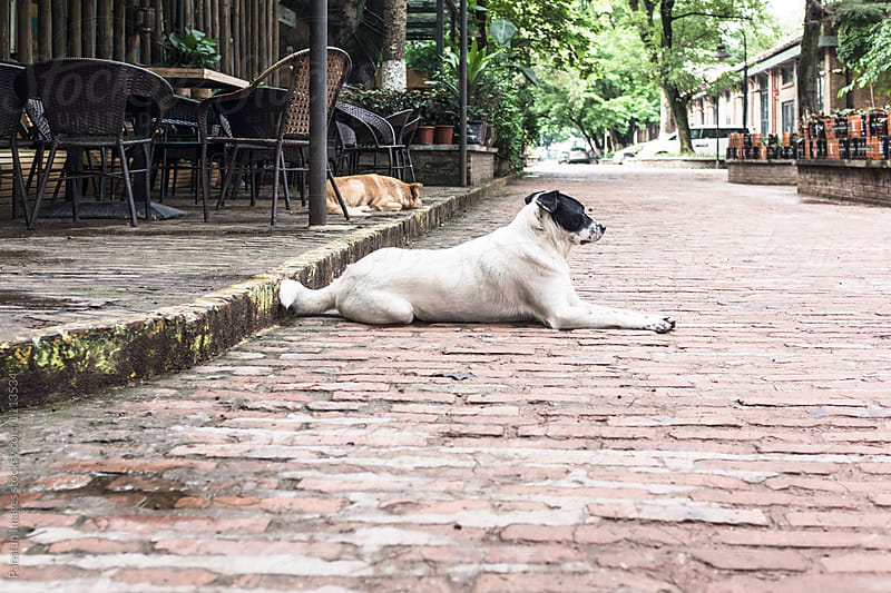 a dog lying on street