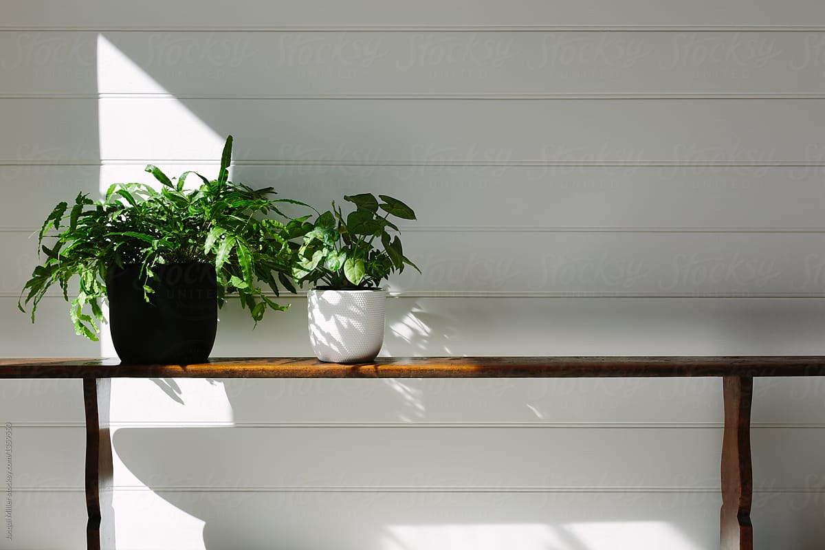 Indoor plants on old church pew with direct sunlight and copyspace