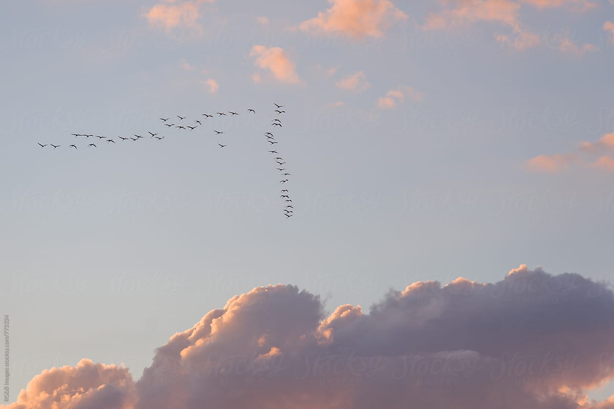 Flamingo birds migrating in a V shaped group on the sky at sunset