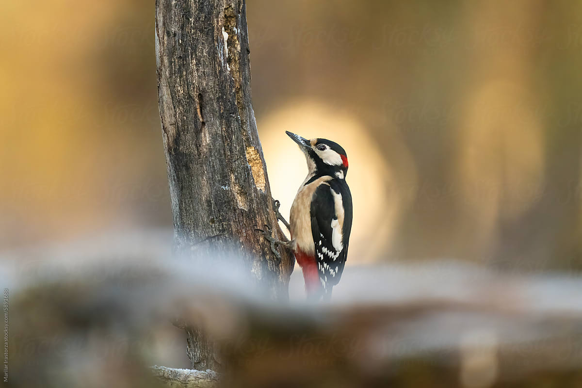 Lovely Male Great Spotted Woodpecker (Dendrocopos Major)