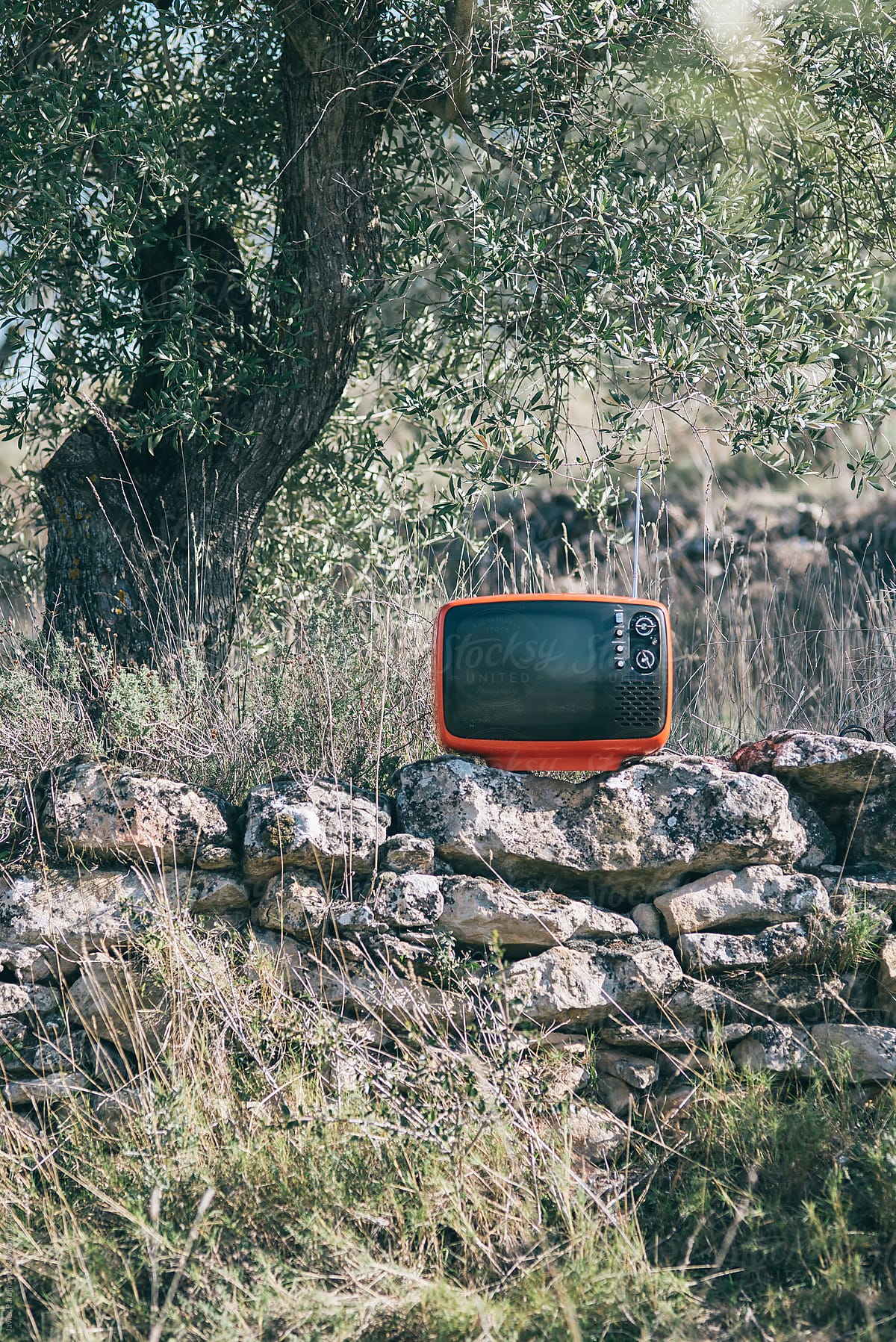 Portrait of an old television, placed on nature.