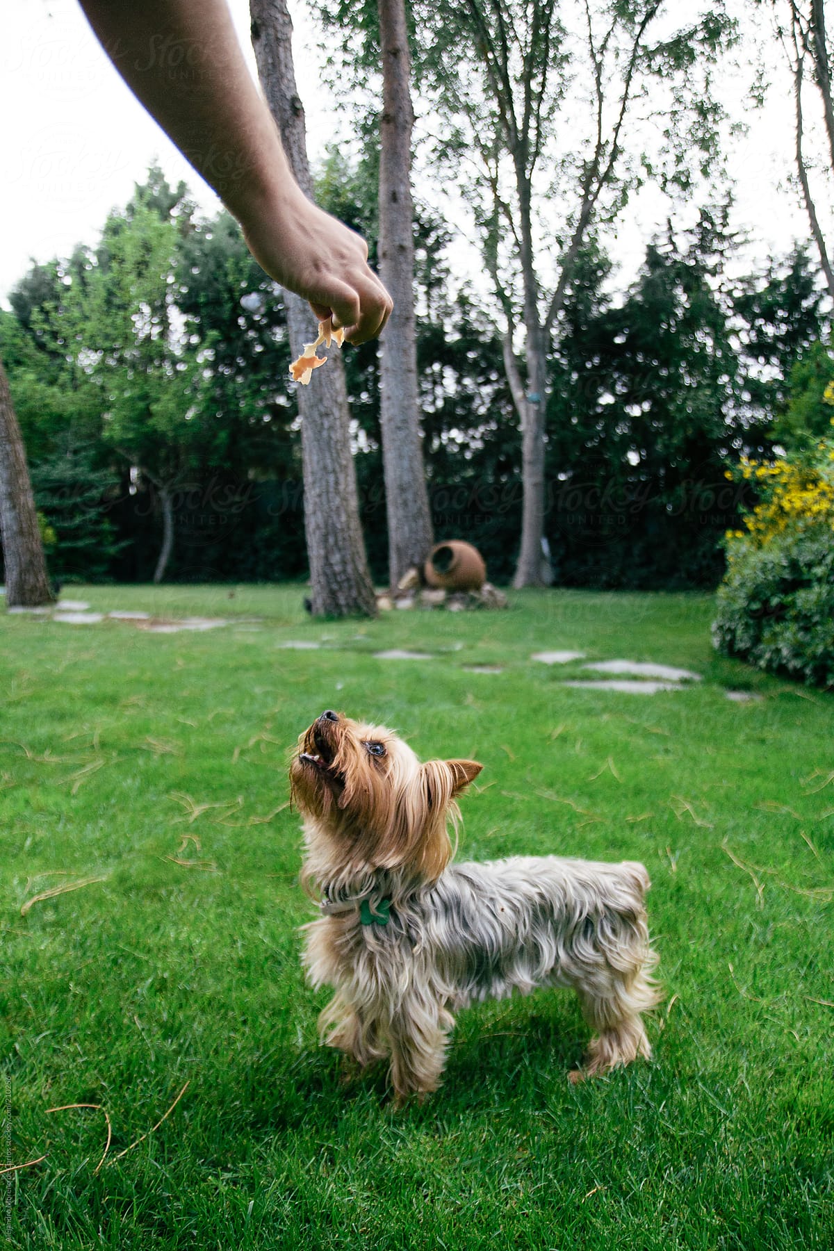 Man giving food prize - reward to a Yorkshire terrier dog on a garden
