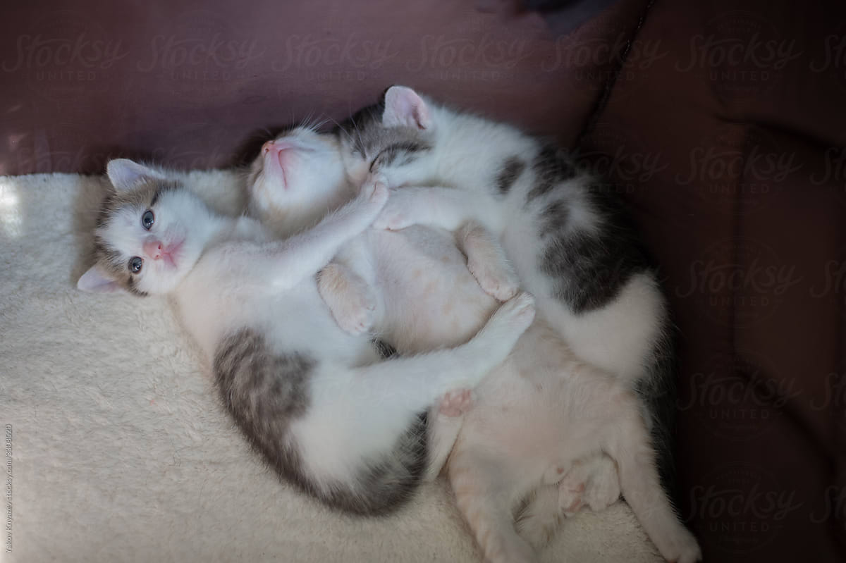 three sleeping kittens