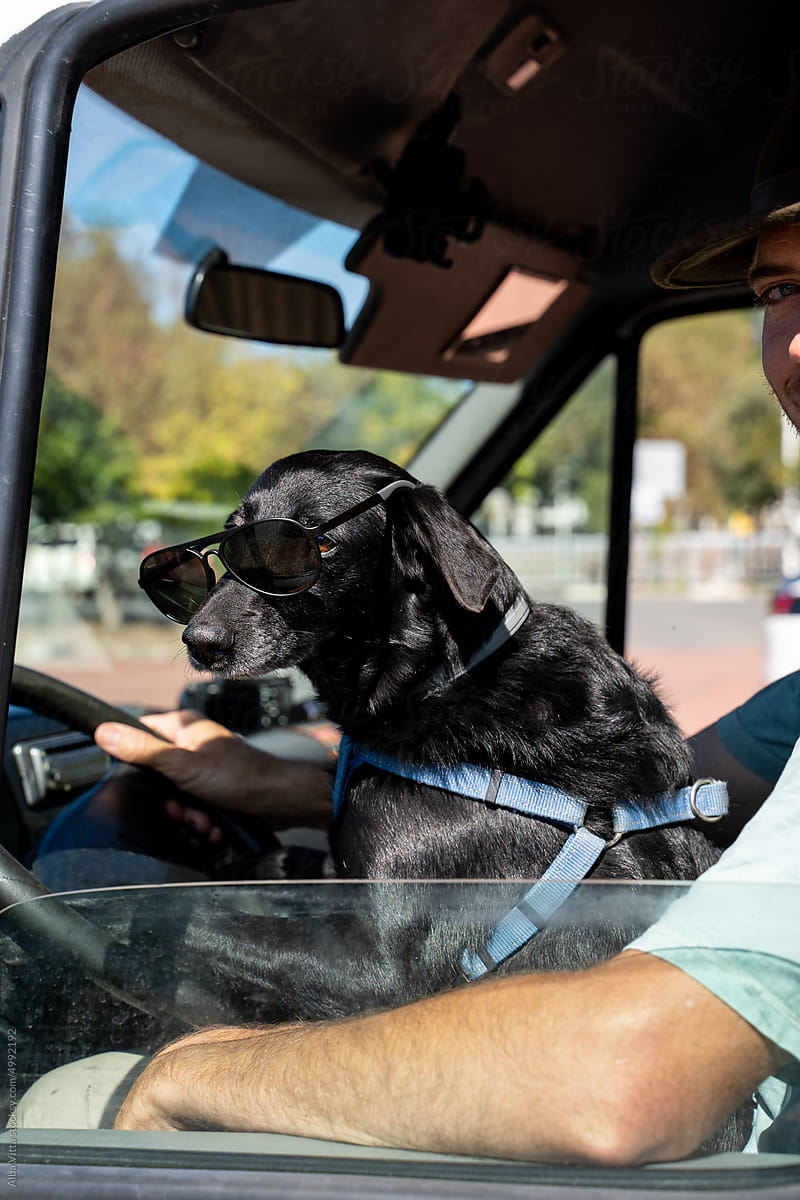 Man and dog driving camper van