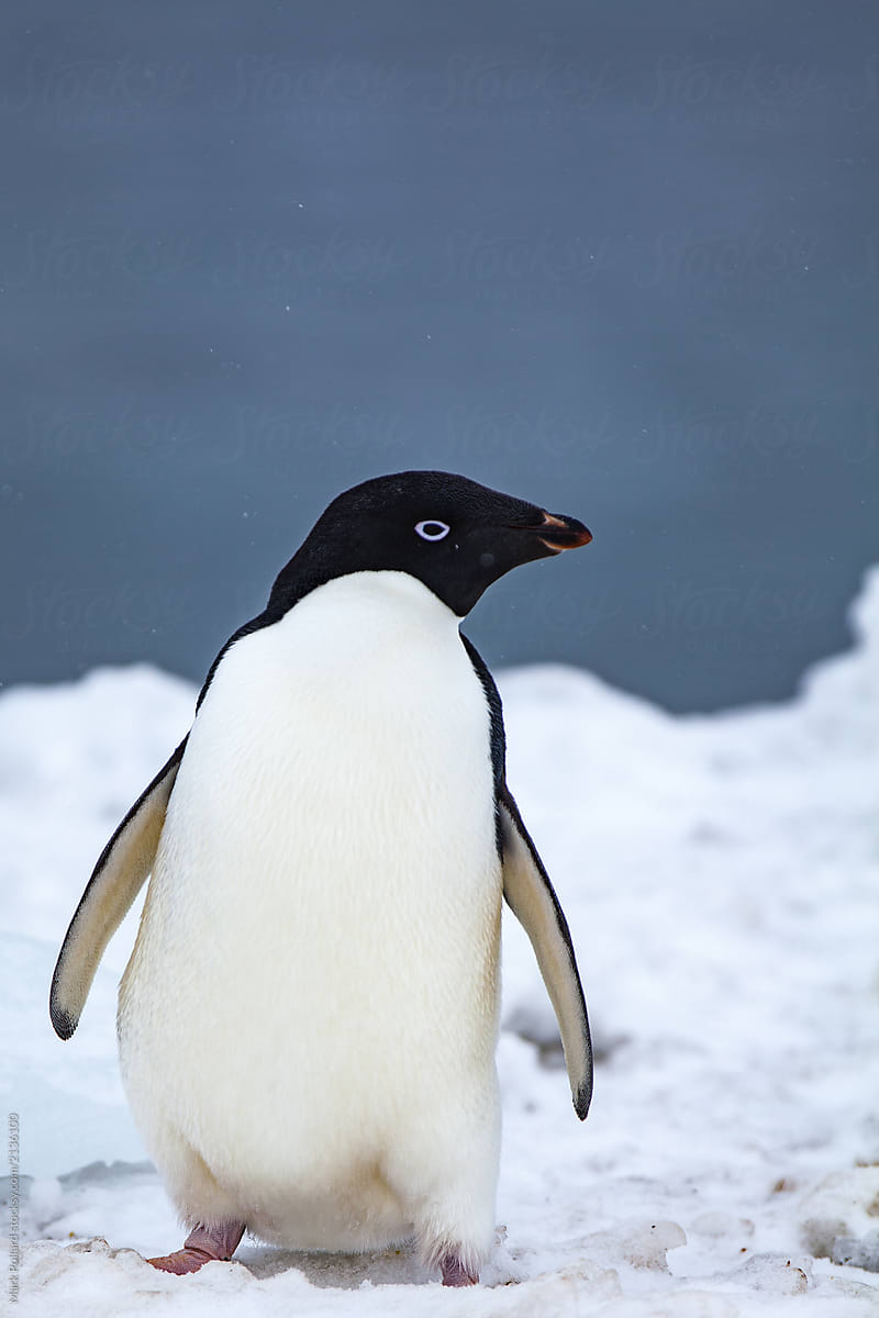 Front View of Penguin with Sea in Background