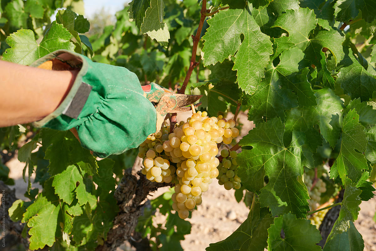 Farmer picking grapes in vineyard