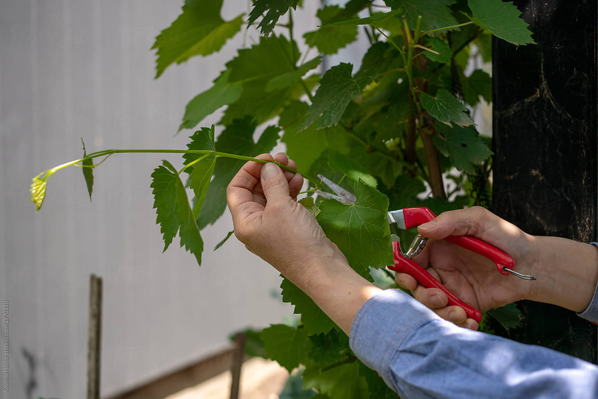 Gardener\'s hand pruning vine