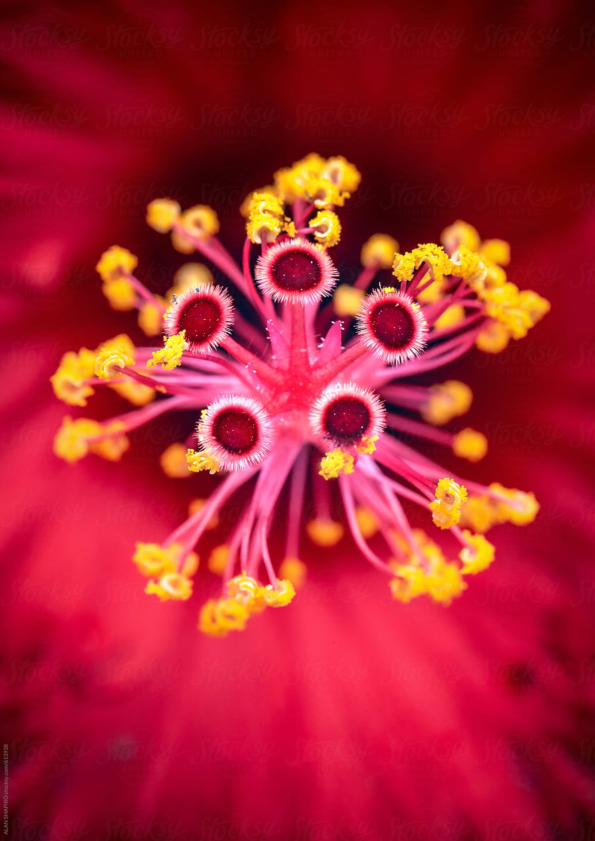 Hibiscus Macro By Stocksy Contributor ALAN SHAPIRO Stocksy hibiscus-macro-by-stocksy-contributor-alan-shapiro-stocksy