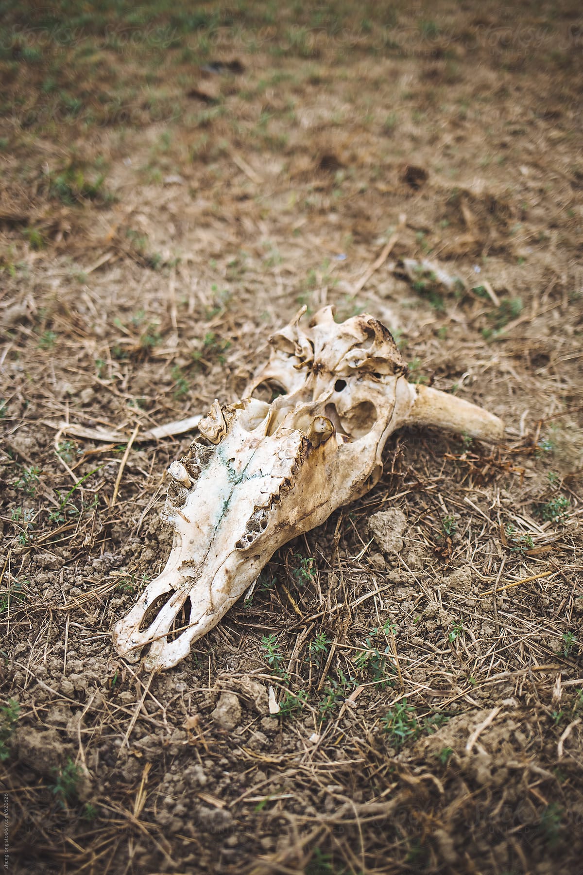Animal skulls on the ground,Lumbini