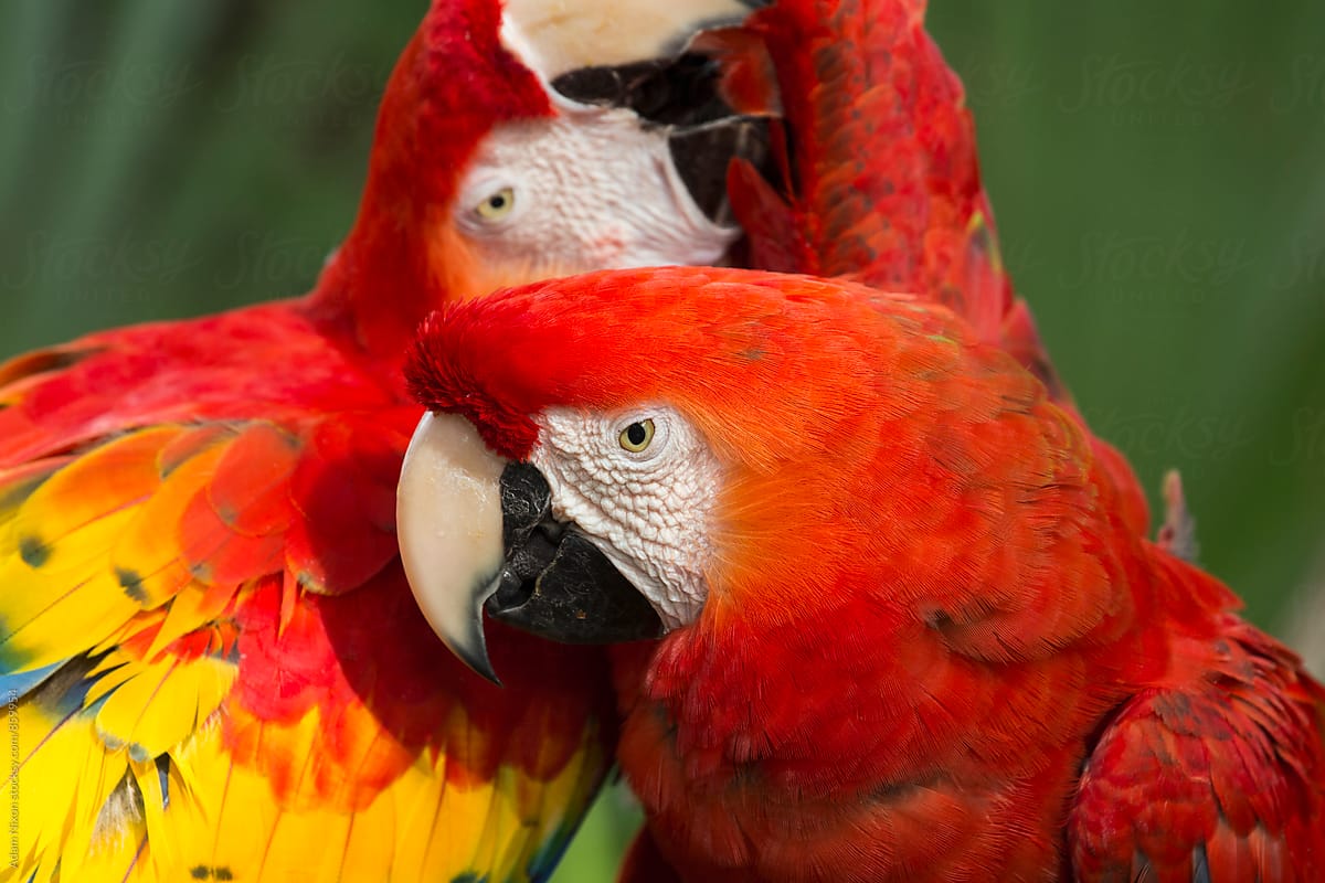 Two macaw parrots  affectionately preening each other