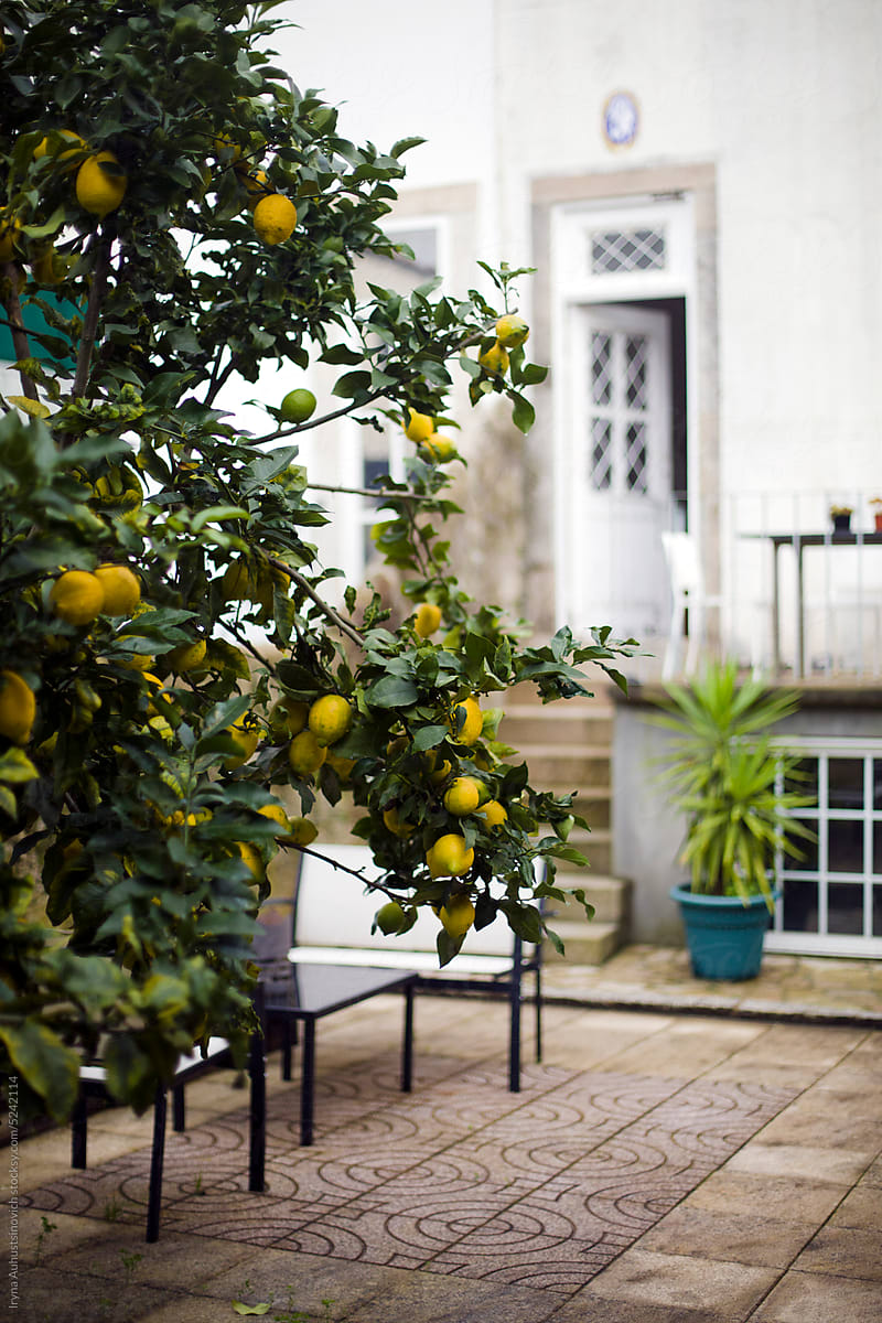backyard with lemon tree