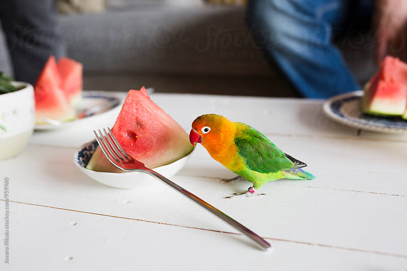 Parrot and watermelon