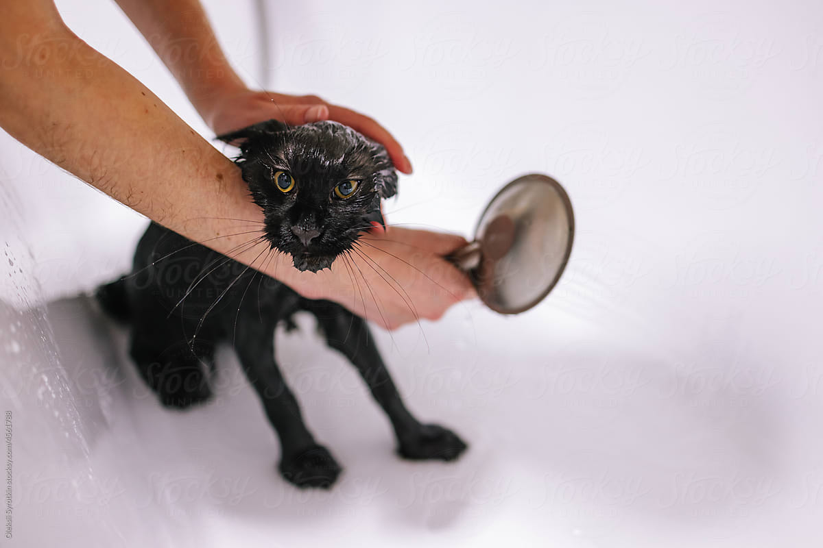 Maine coon cat. Wet animal. Bath time. Hygiene. Douche