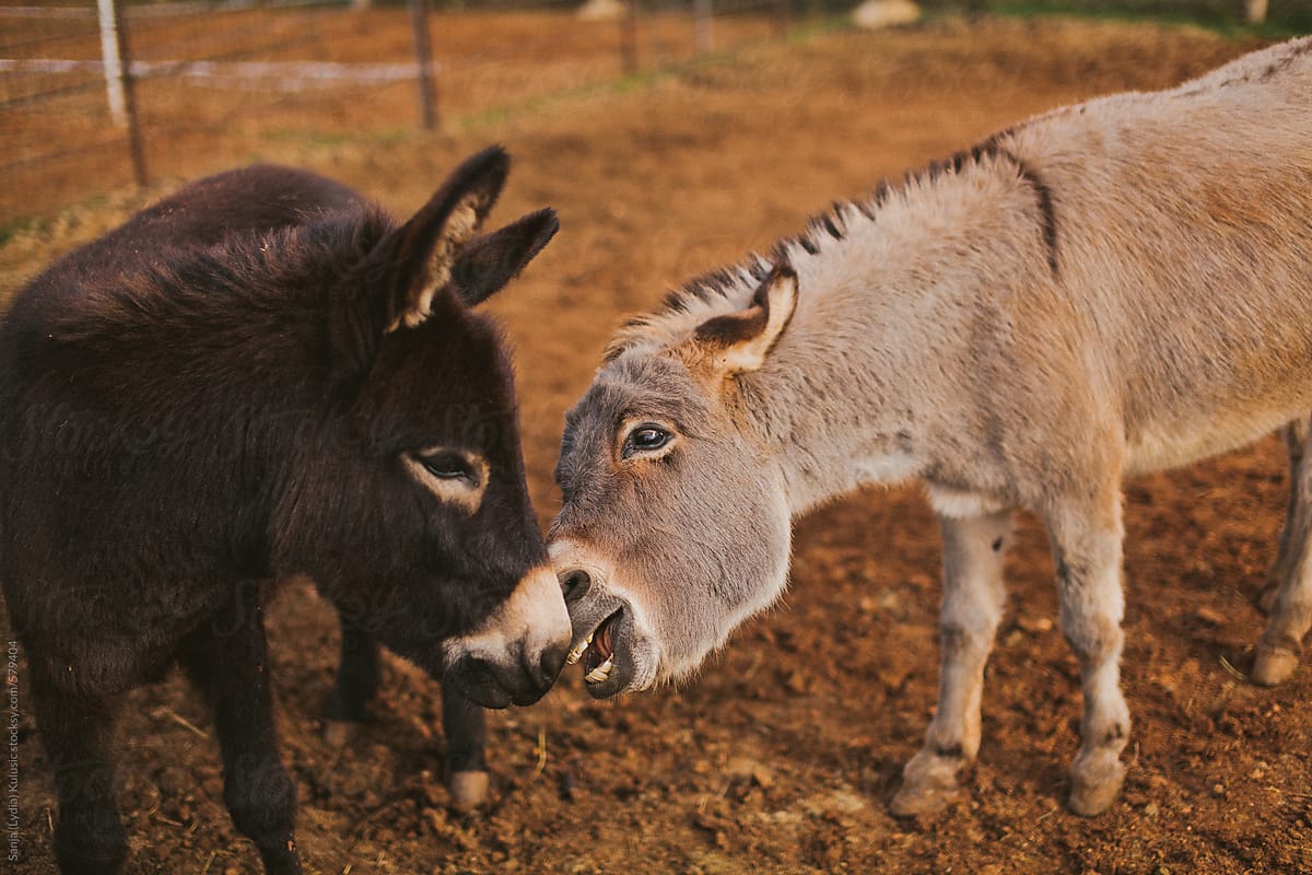 Two donkeys making funny faces
