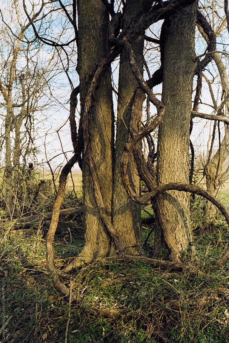 Trees with thick entangled vine roots