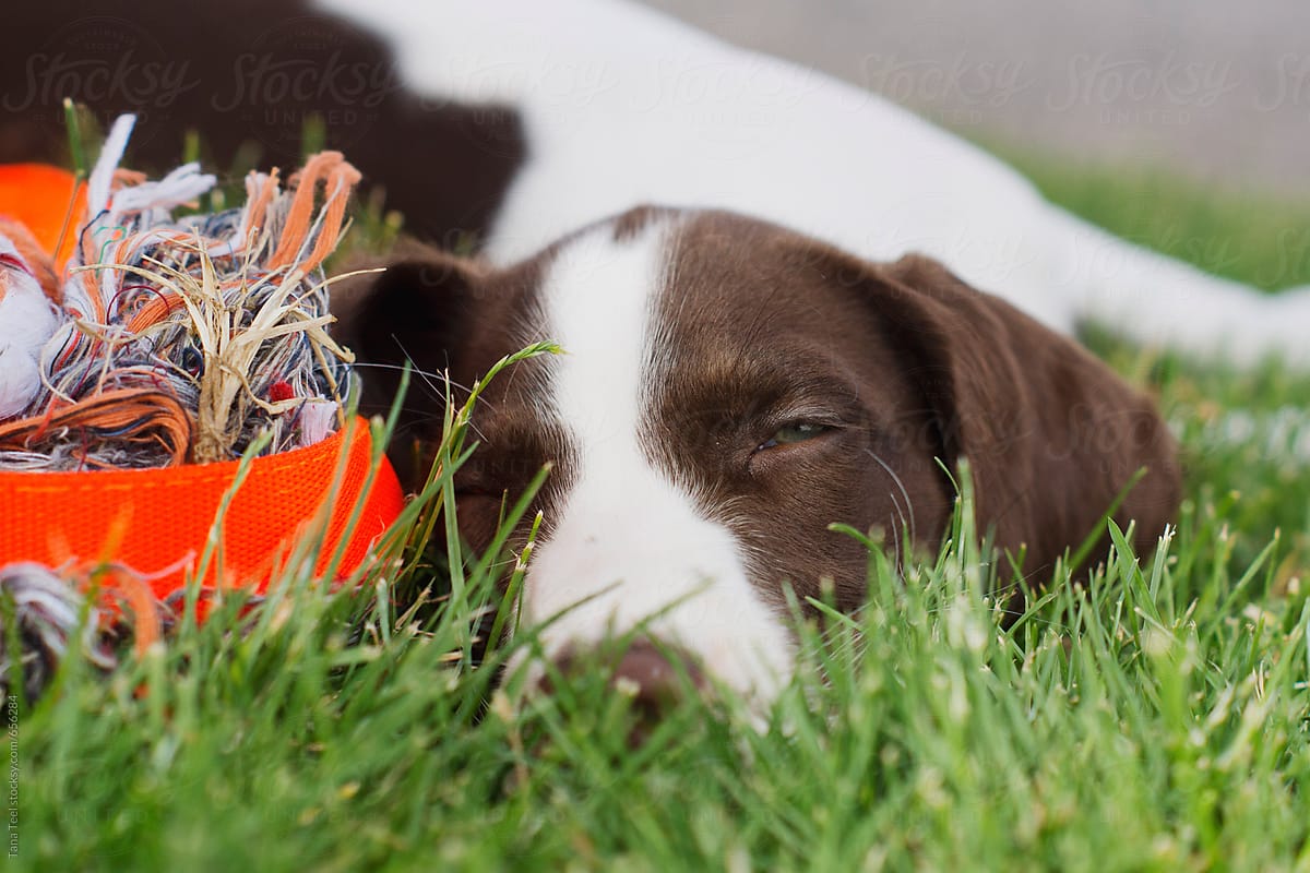 Puppy falls asleep in grass