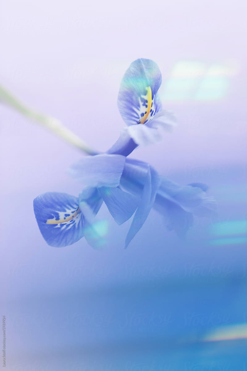 Blurred Iris dream