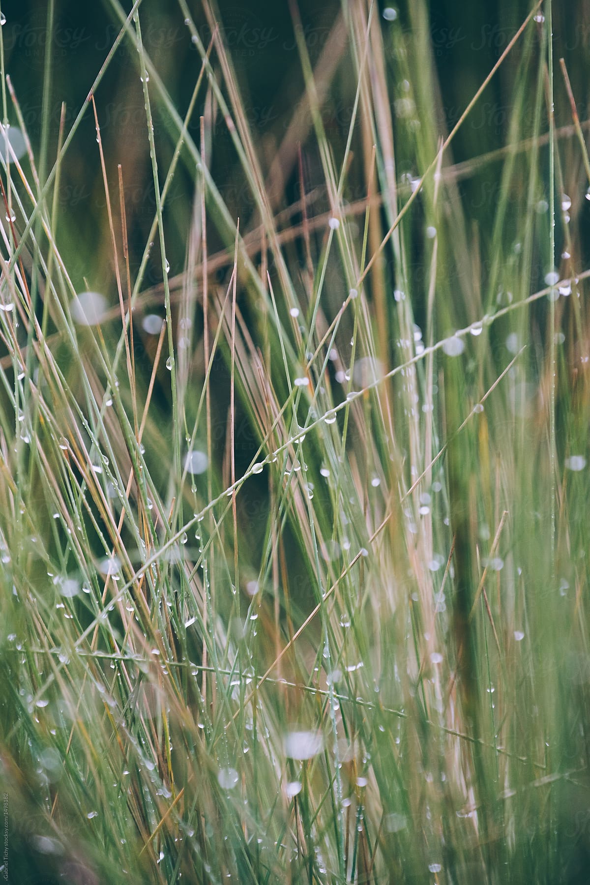 Detail of grass after rain