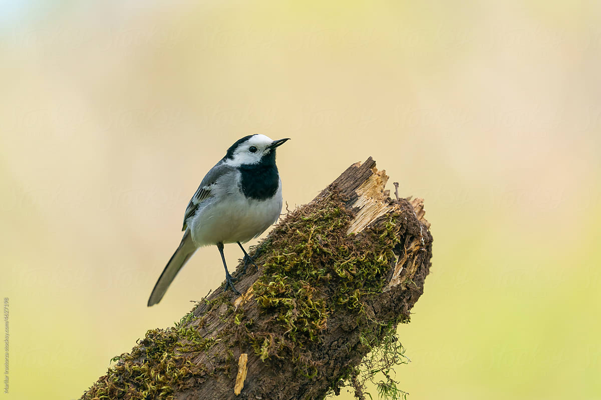 Cute White Wagtail In Profile