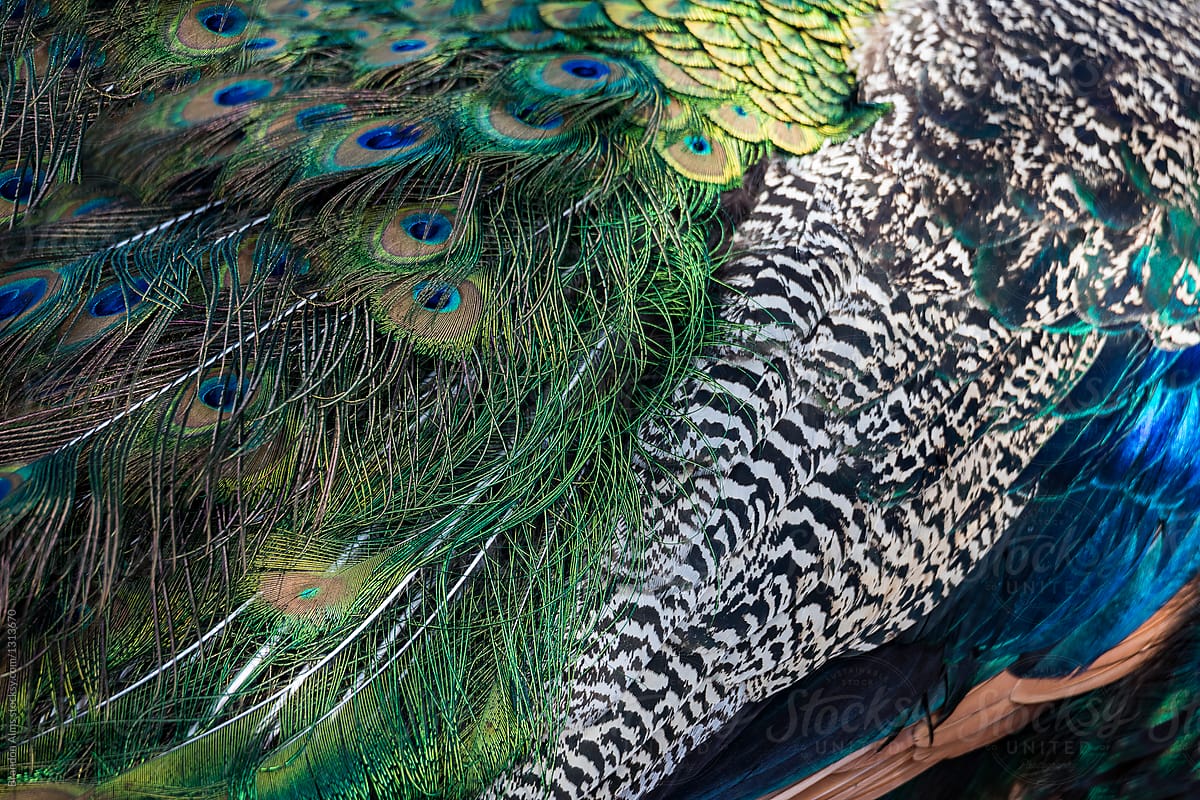 indian peacock background patterns