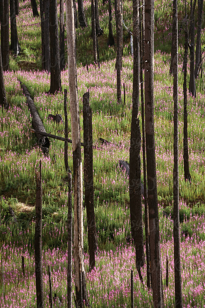 purple wildflowers grow in burned forest