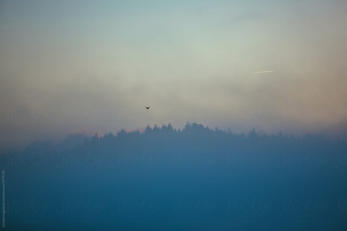 Lone bird flying solo toward a vista of trees and fog