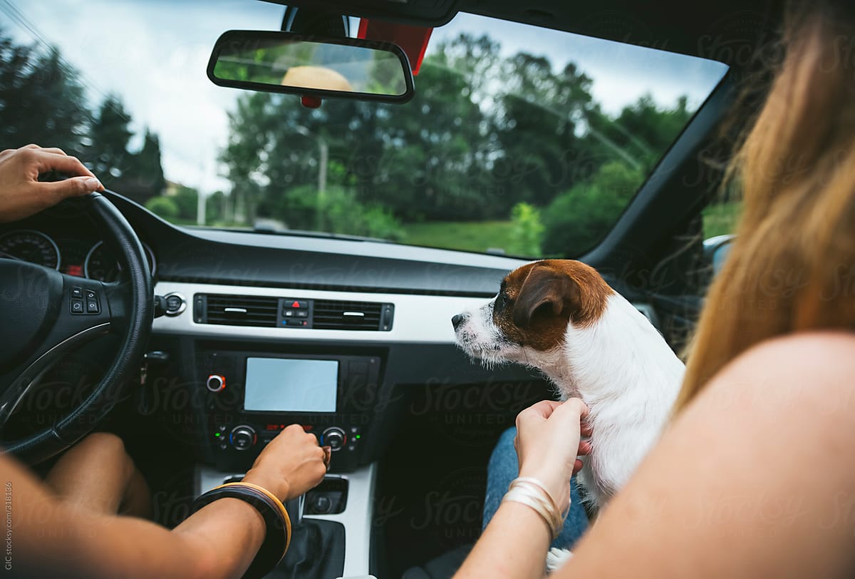 Friends with a dog enjoying travel in a convertible car