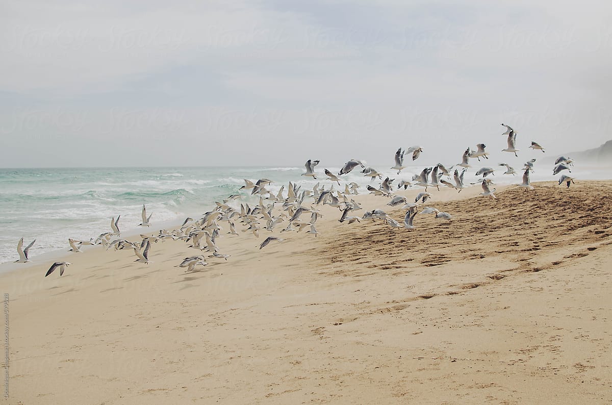 Seabirds flying along beach