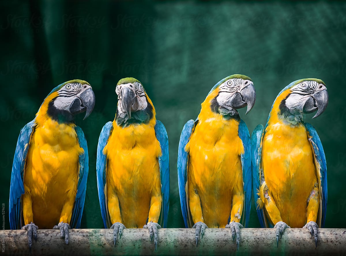 Blue-and-yellow macaws sitting on a branch