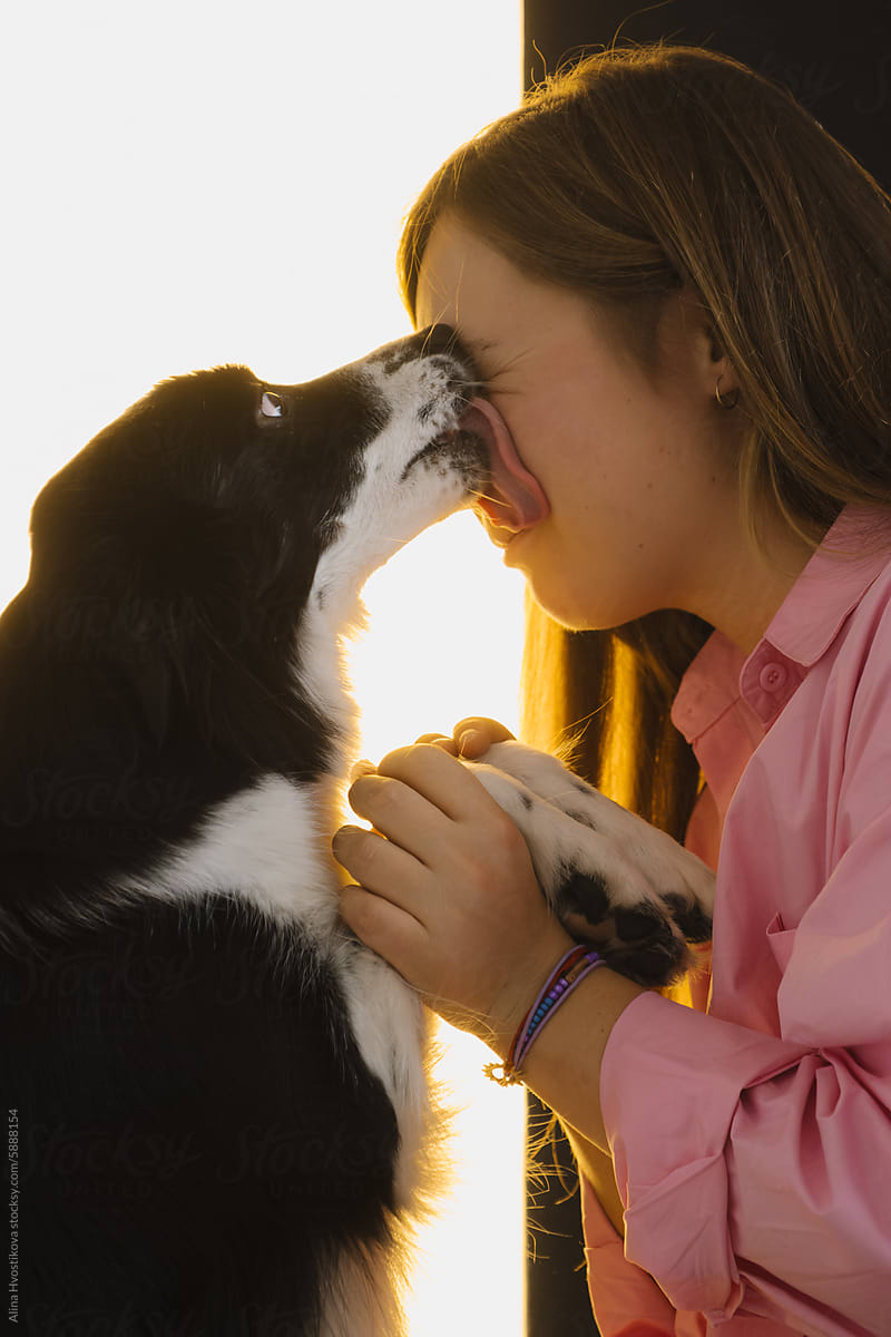 Adorable Border Collie licking face of woman