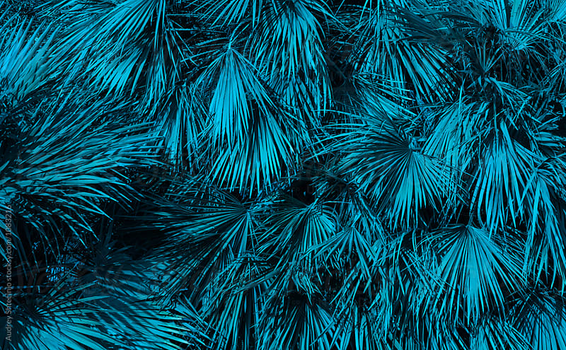 Blue palm bush/tree background