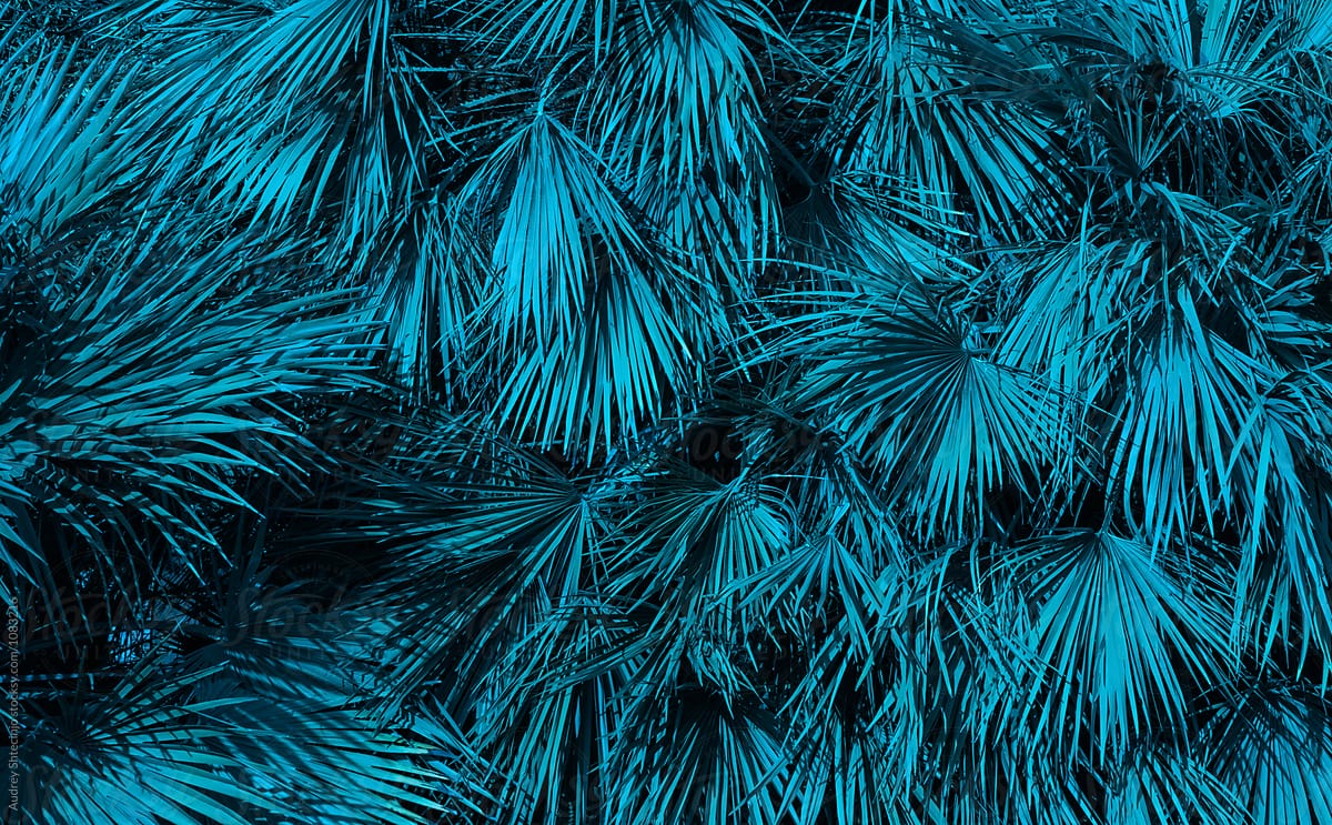 Blue palm bush/tree leaves